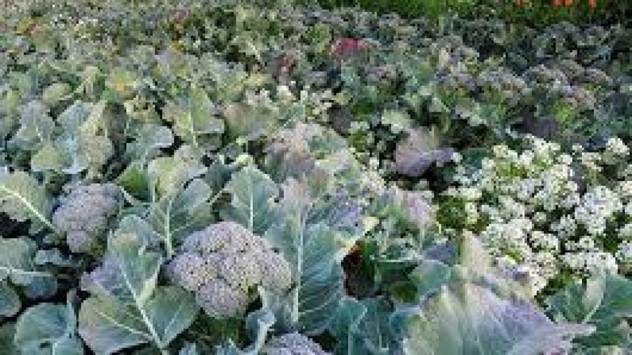 Брокколи на грядке