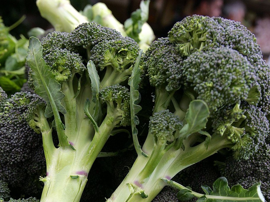 Спаржевая капуста брокколи