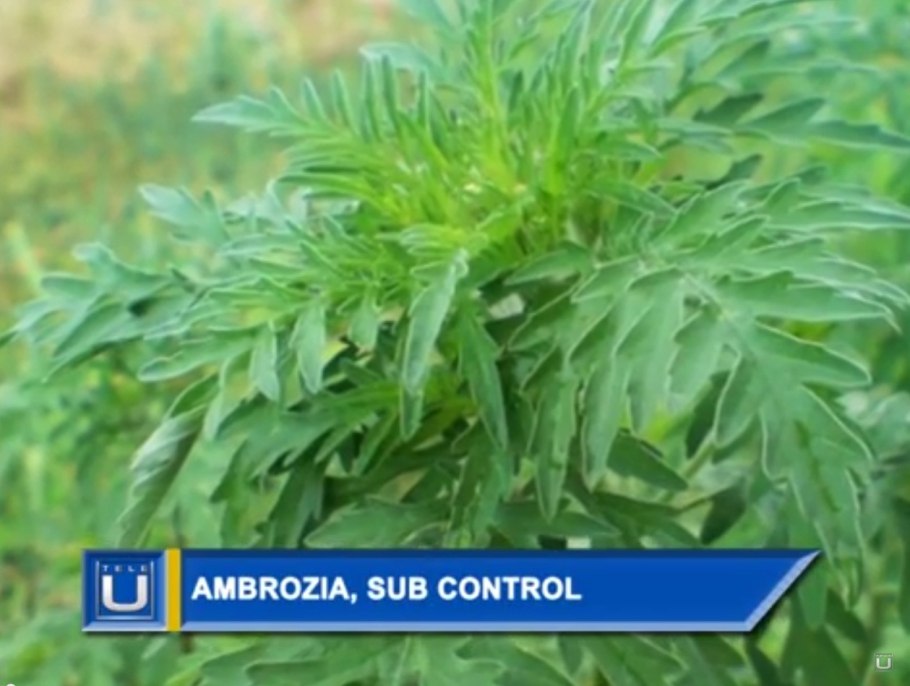 Амброзия метельчатая