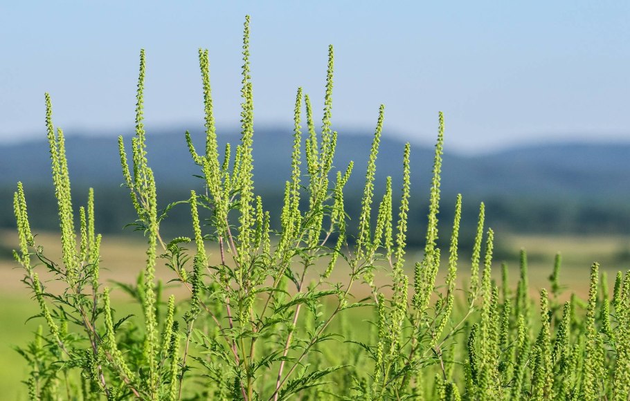 Амброзия полыннолистная