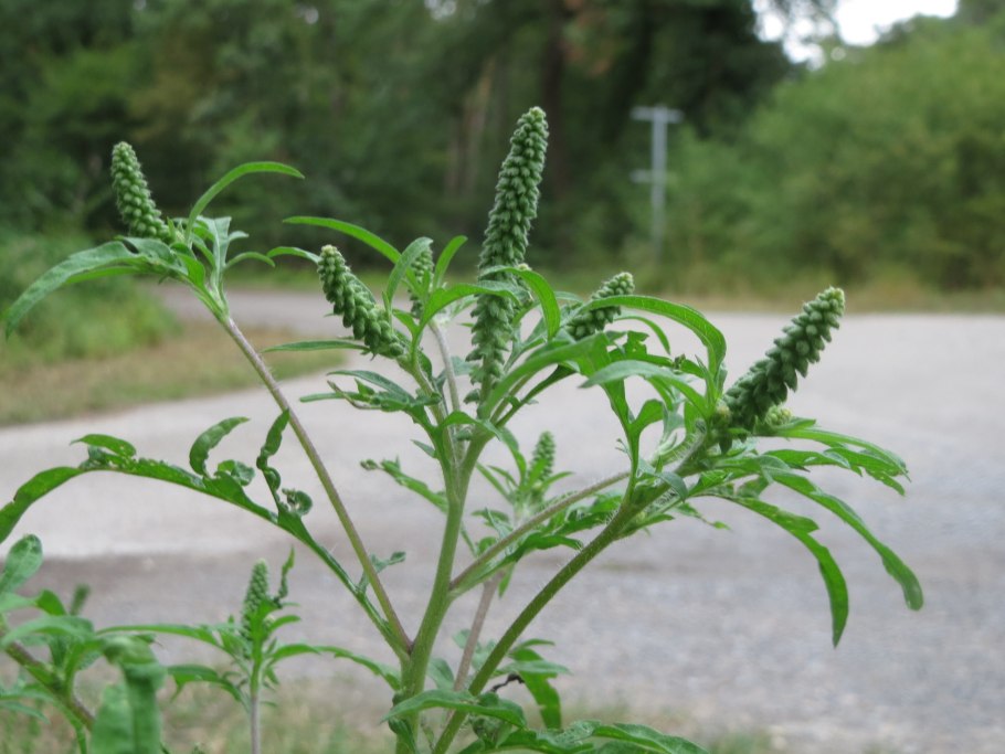 Амброзия растение карантинный сорняк