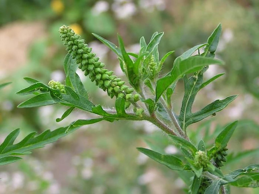 Золотая розга (золотарник)