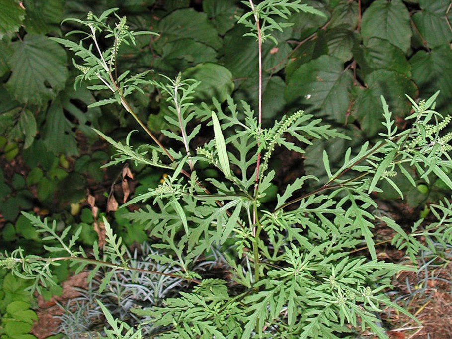 Амбрсия трех раздельноя