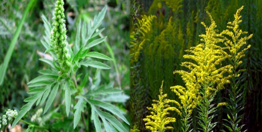 Амброзия полыннолистная (Ambrosia artemisiifolia l.)