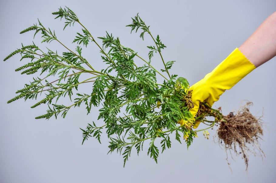 Как цветет амброзия