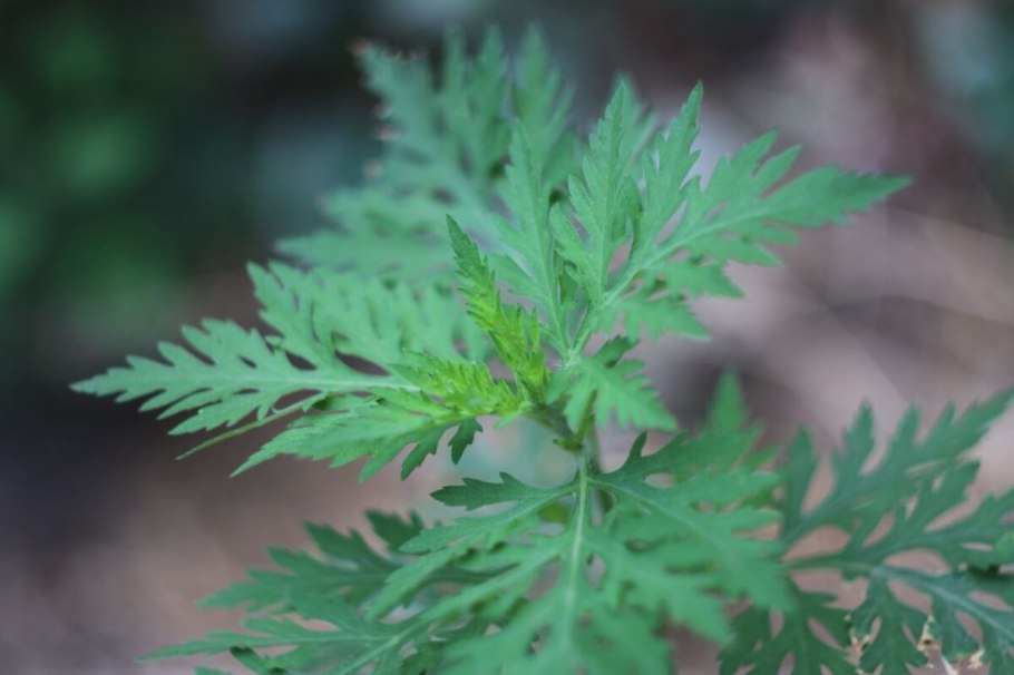 Сорняк на белом фоне