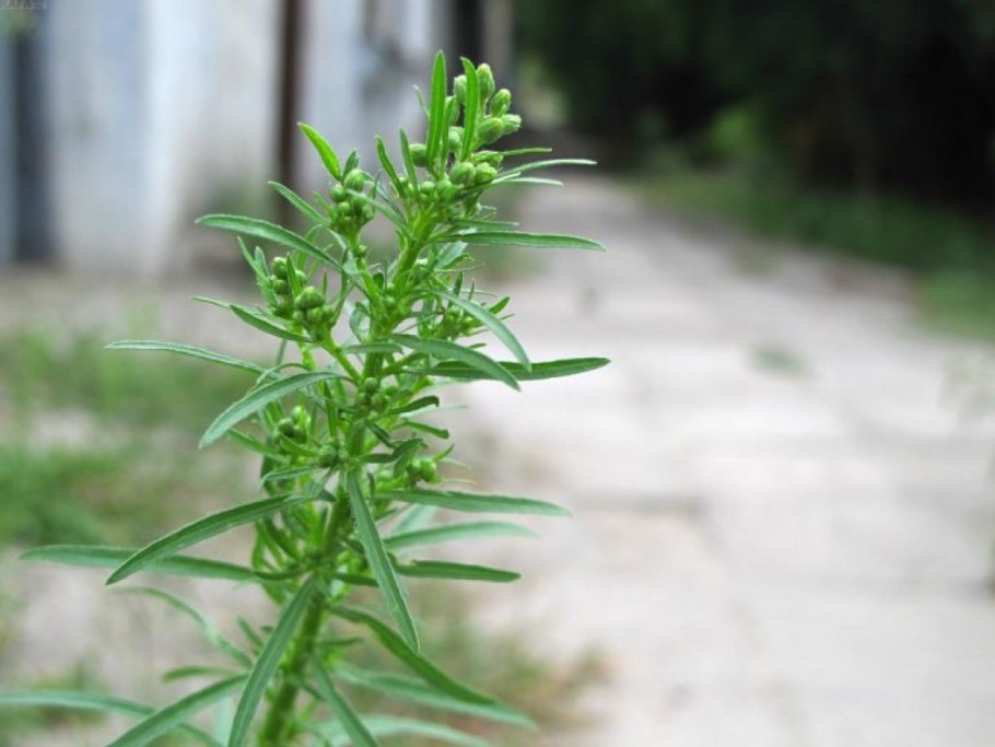 Амброзия лебеда