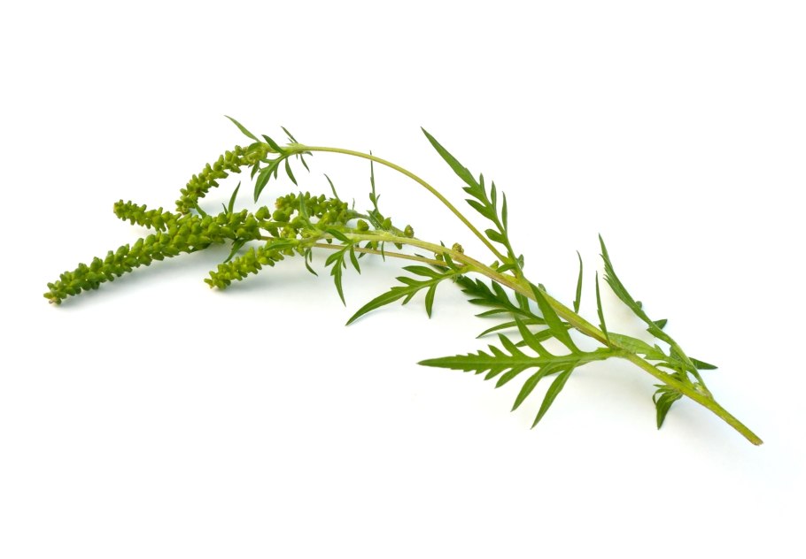 Амброзия растение