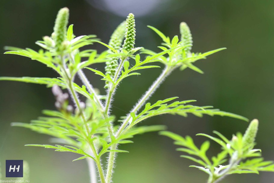 Амброзия полыннолистная