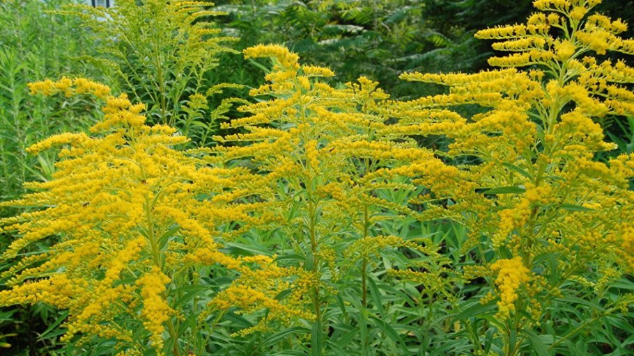 Амброзия полыннолистная