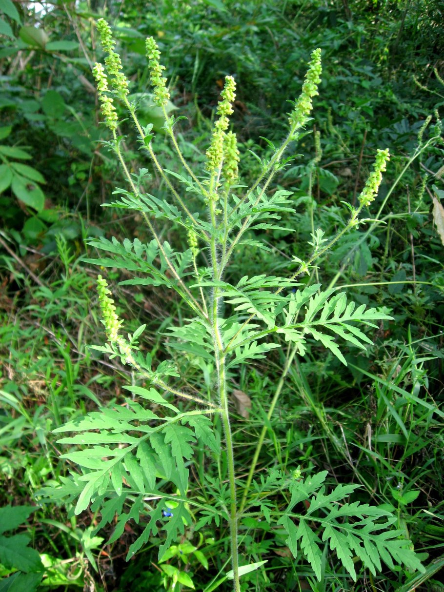 Сорняк амброзия трехраздельная