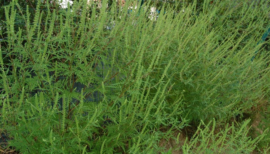 Амброзия метельчатая