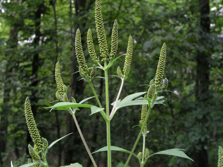 Амброзия голометельчатая