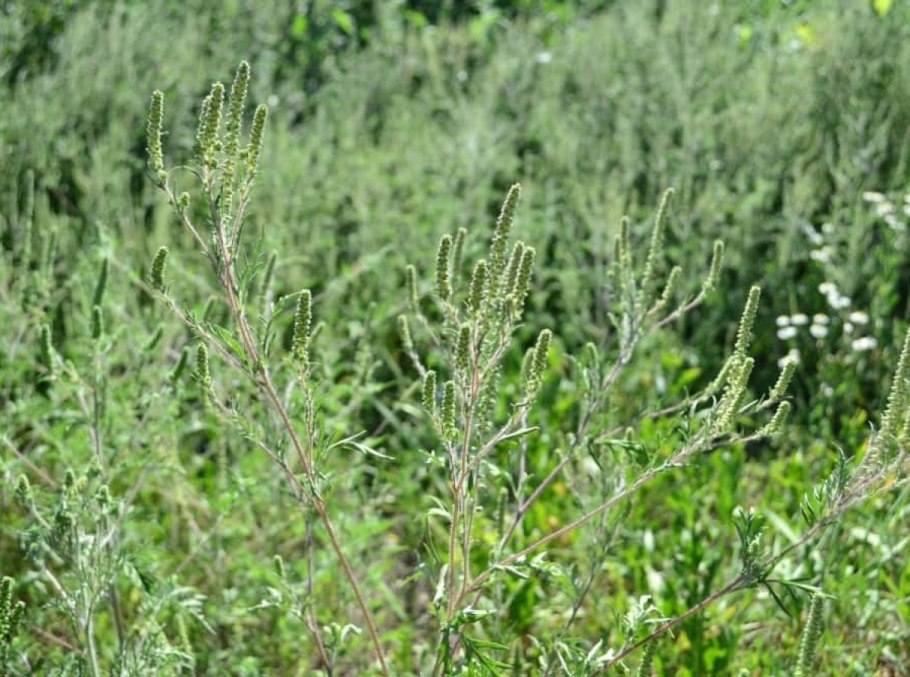 Амброзия вектор