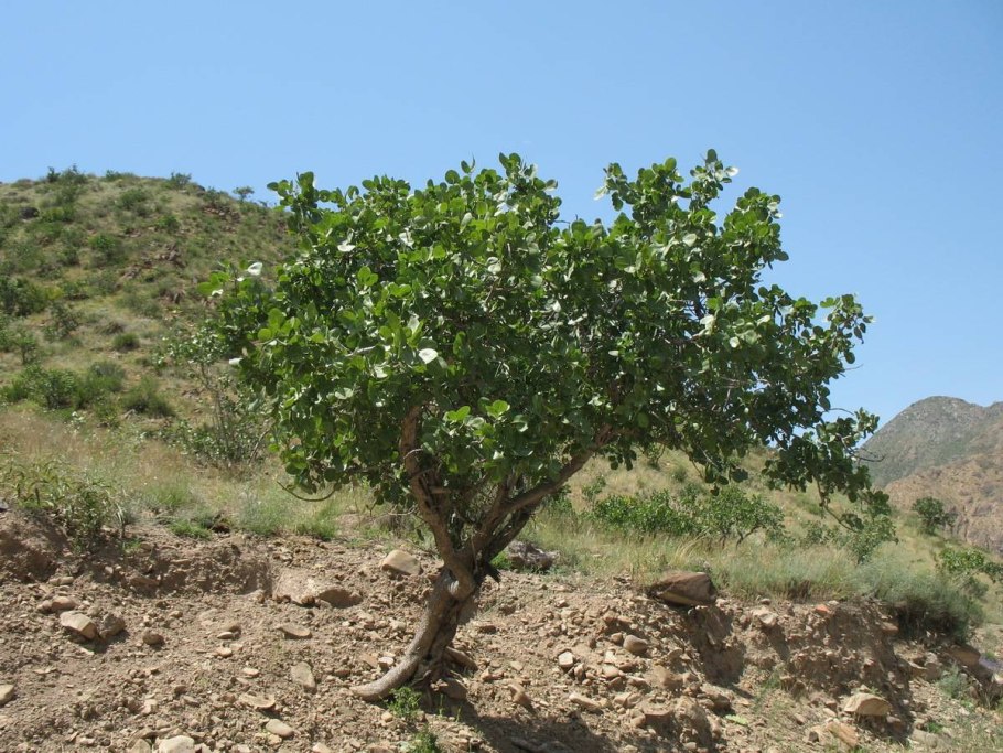 Фисташка Вера дерево