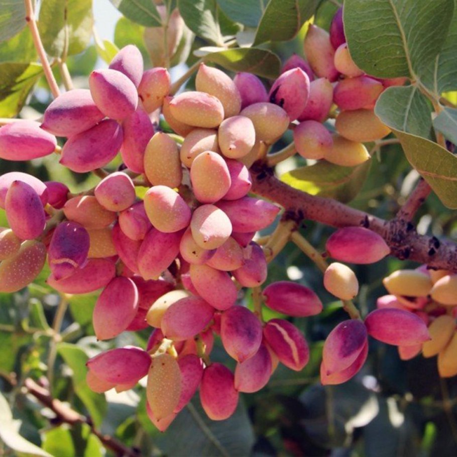 Фисташка растение