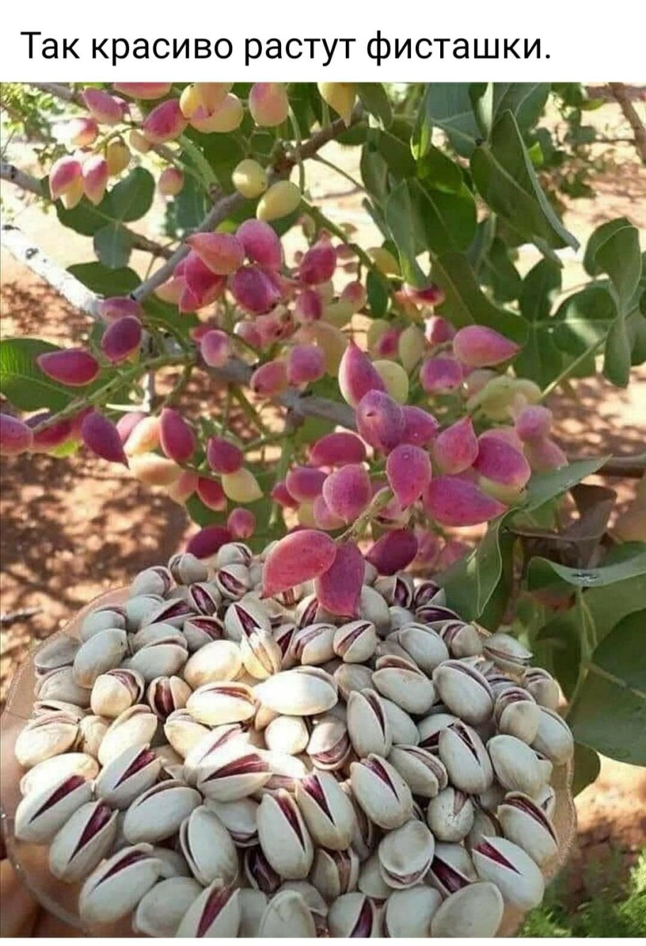 Фисташковое дерево ареал