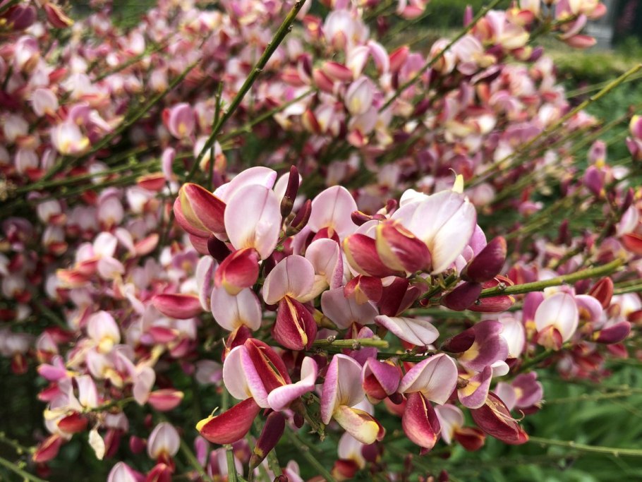 Как цветет фисташка