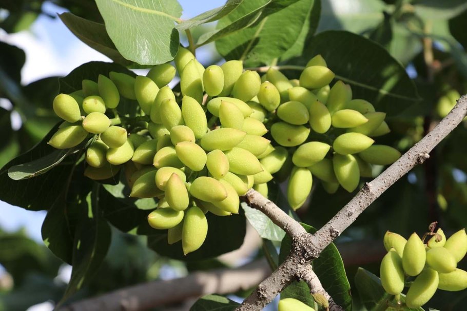 Фисташка растение