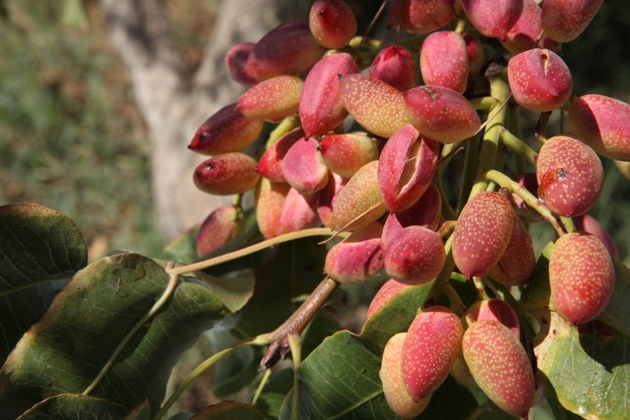 Фисташковые деревья с фисташками