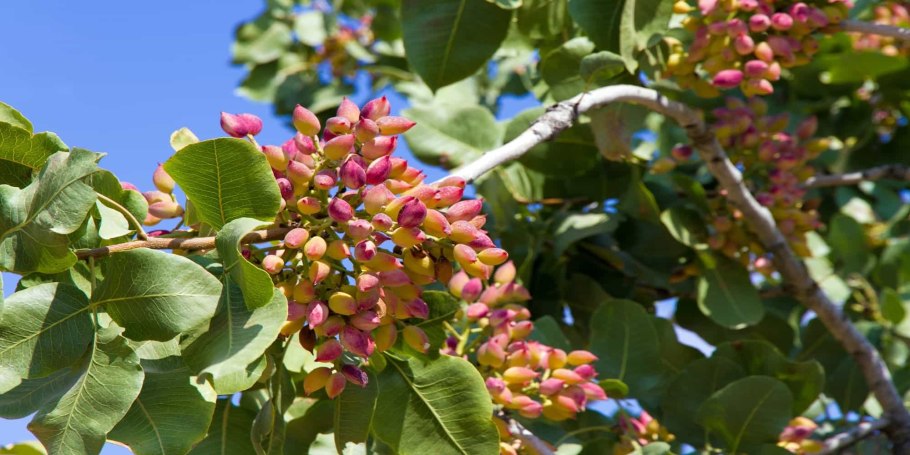 Фисташковое деревья Киргизии