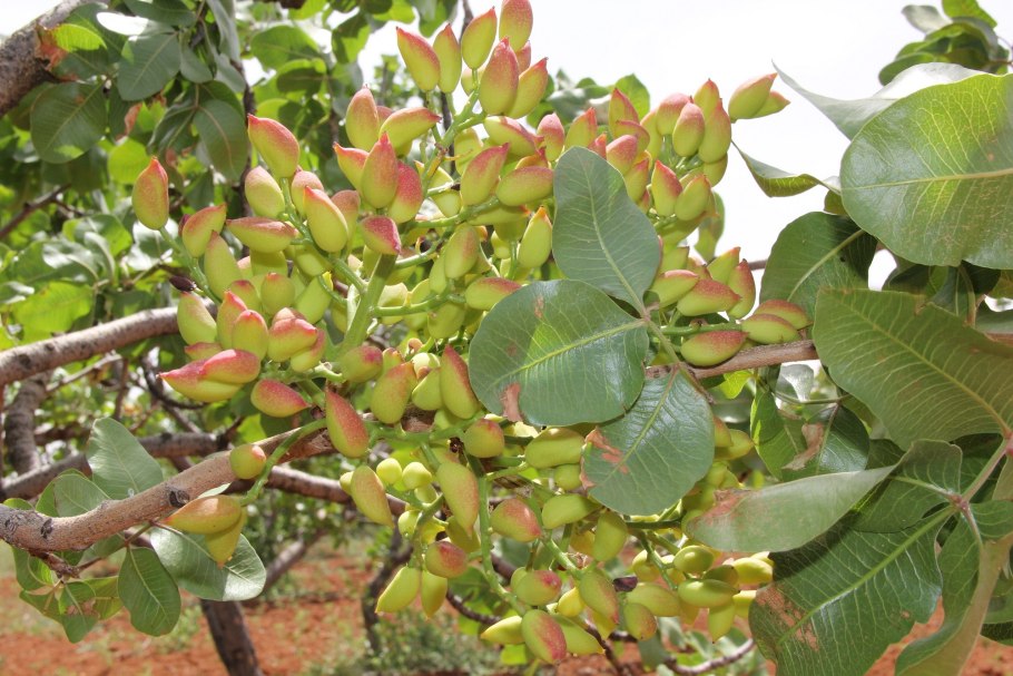 Процесс выращивания фисташки