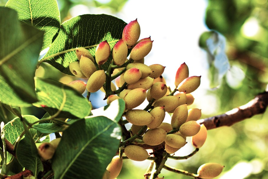 Фисташка мастиковая