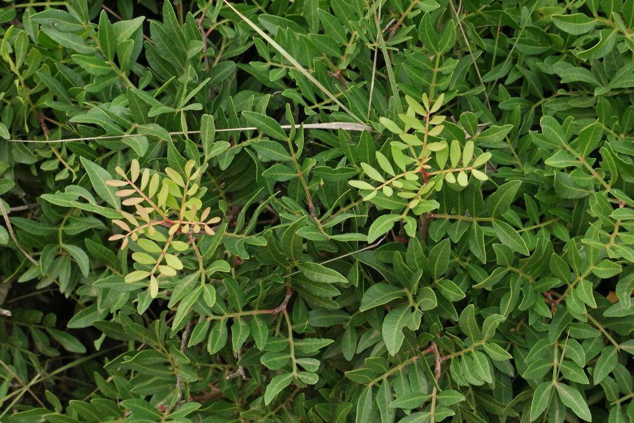 Пистация фисташка