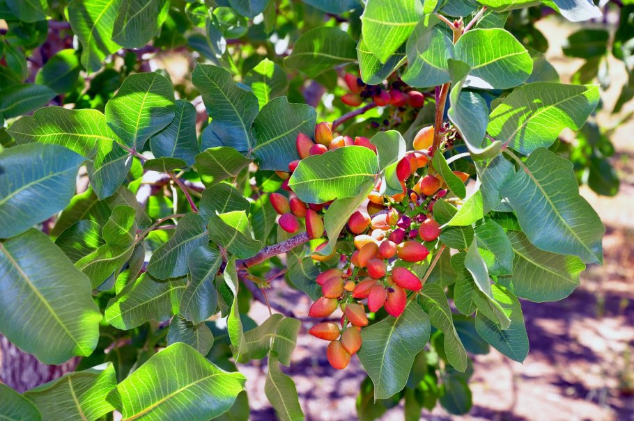 Фисташка туполистная плоды