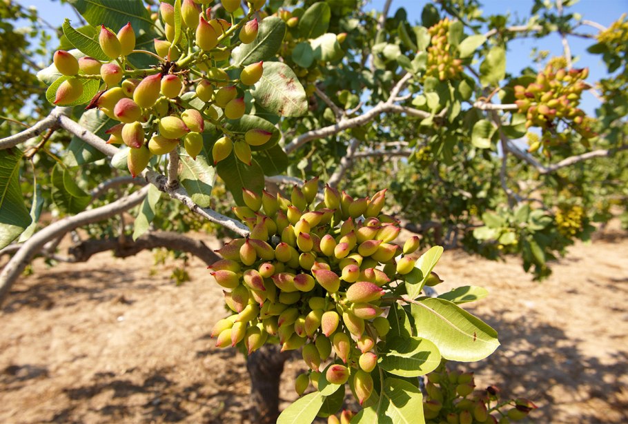 Фисташковое дерево ареал