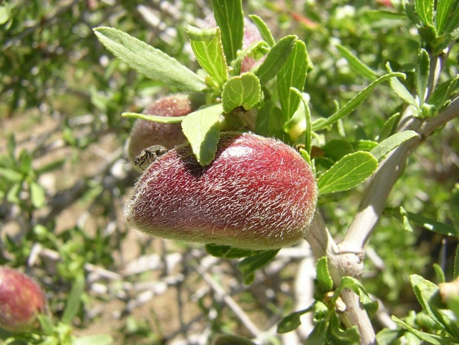 Фисташка туполистная Крым