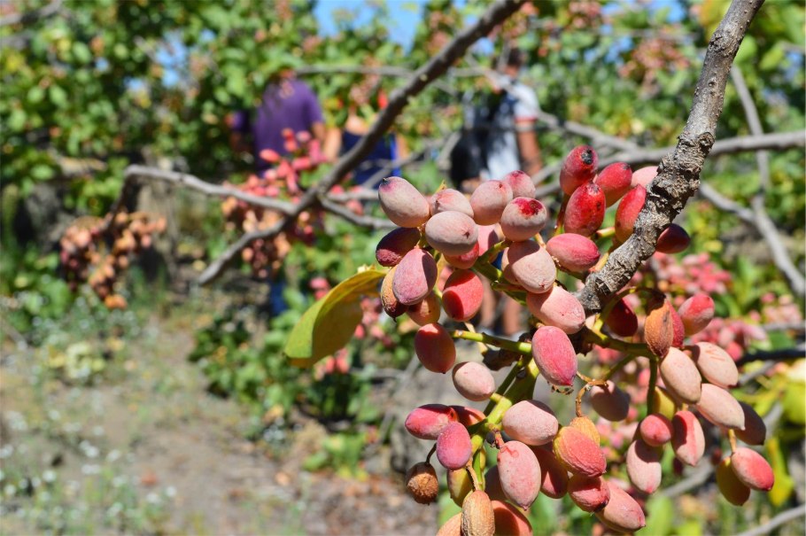 Фисташка туполистная