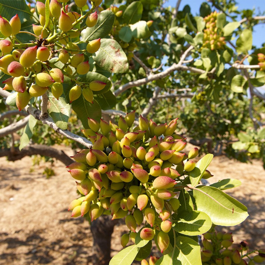 Фисташка туполистная