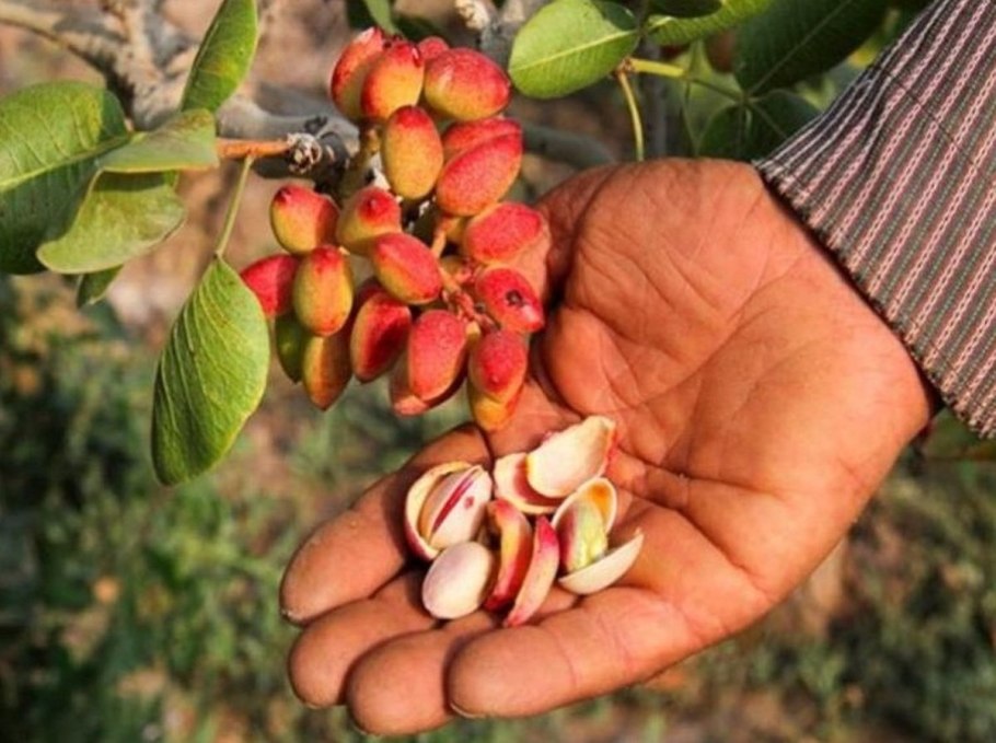 Фисташковое дерево ареал