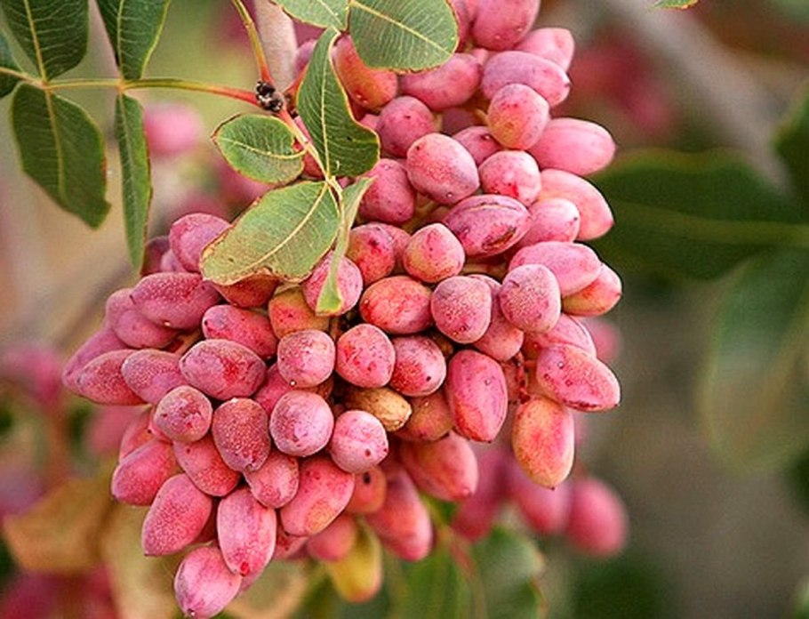 Фисташки дерево