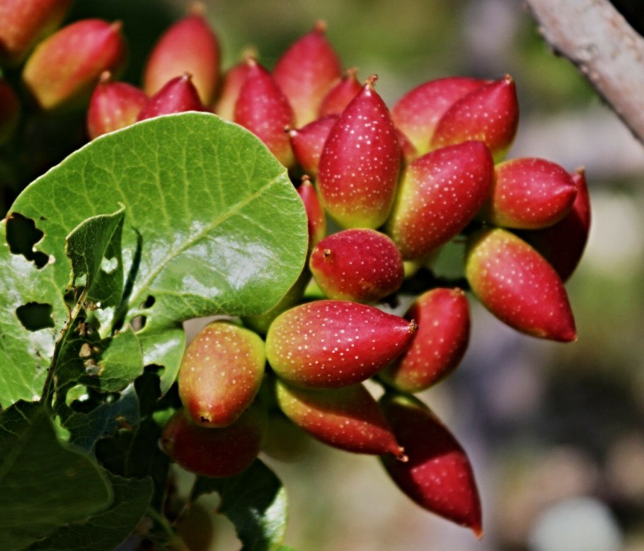 Фисташка туполистная плоды