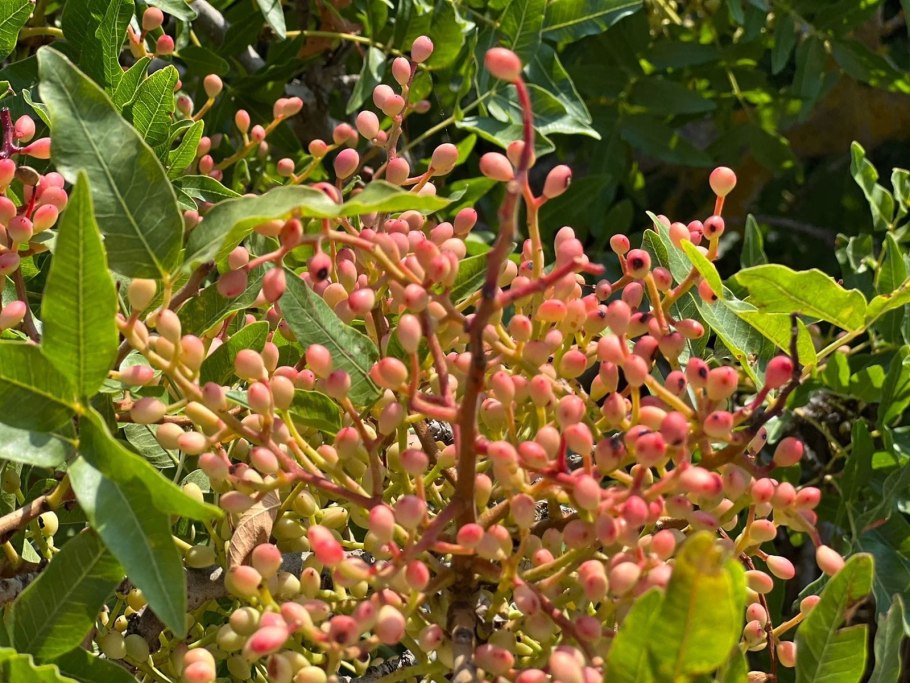 Сицилийская фисташка