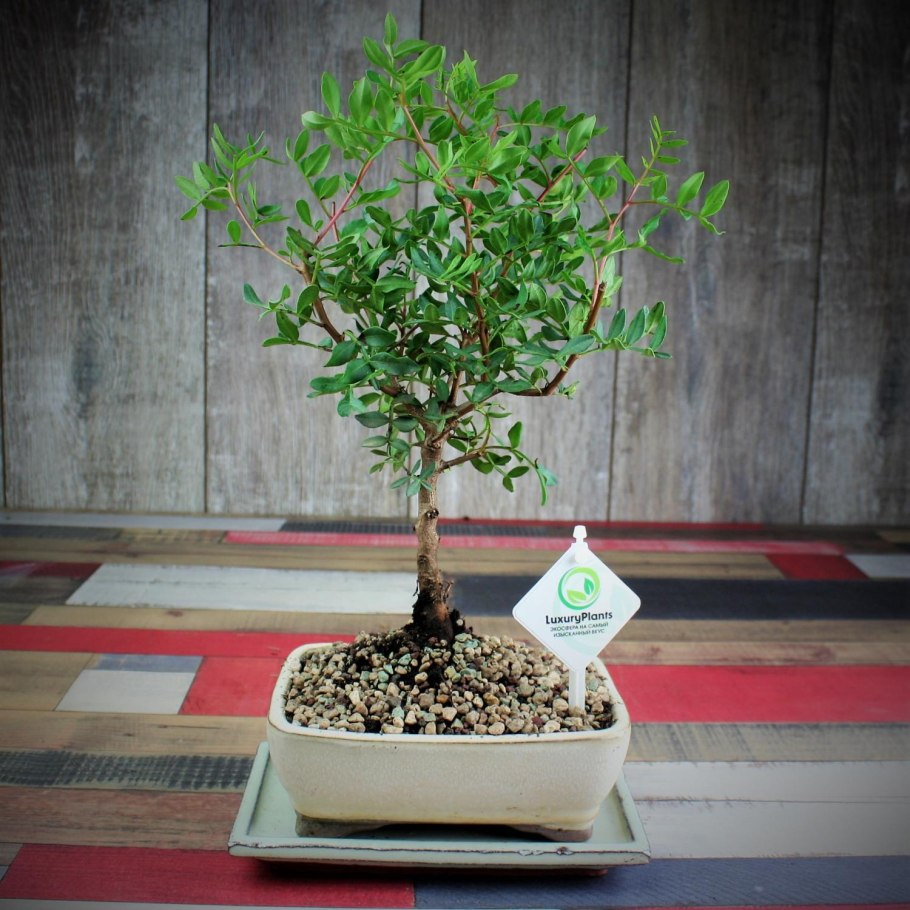 Фисташка Тип плода