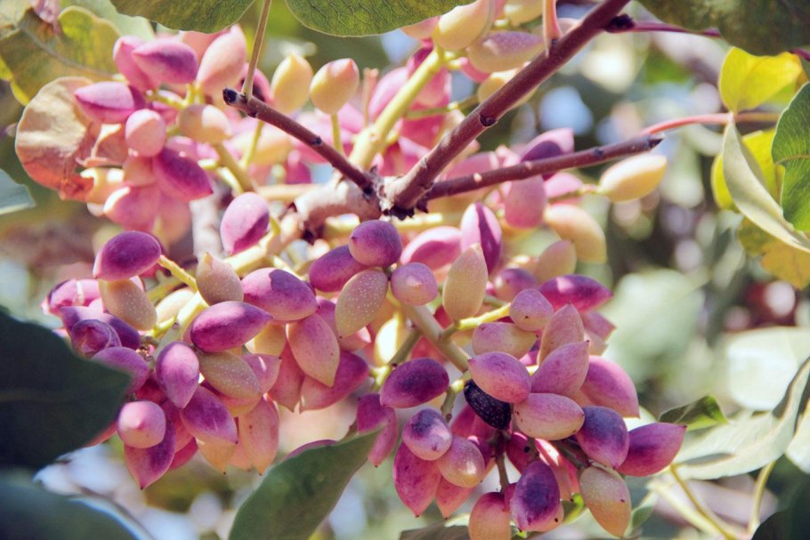 Фисташковое дерево цветение