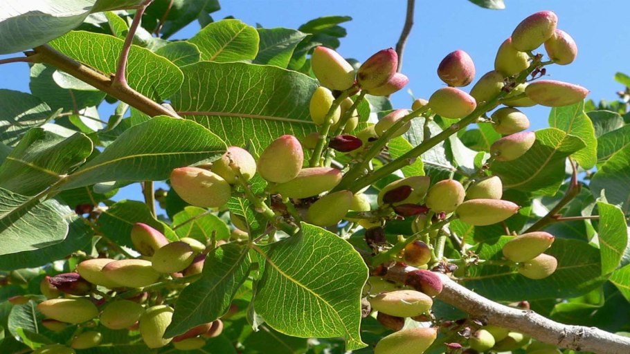 Иран фисташка дерево