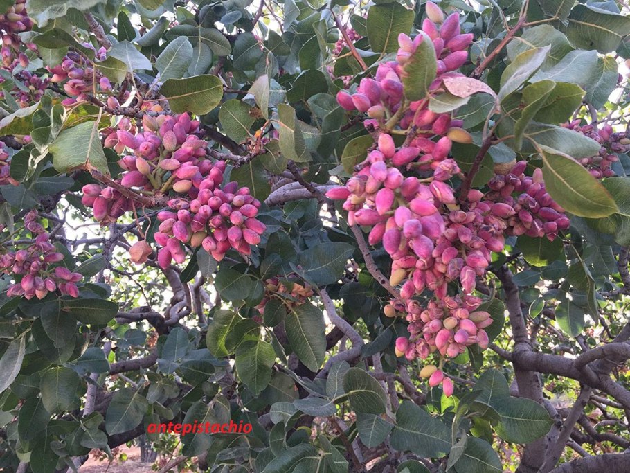 Фисташка туполистная в Анапе