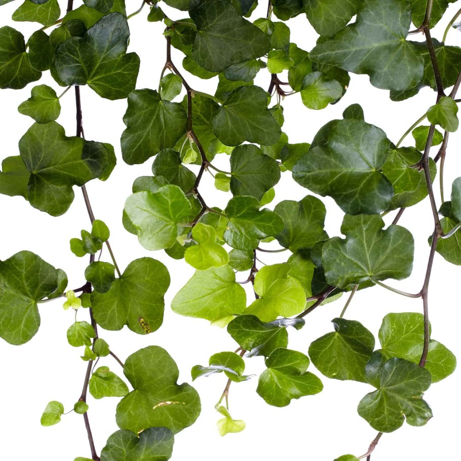 Эпипремнум золотистый Epipremnum Aureum