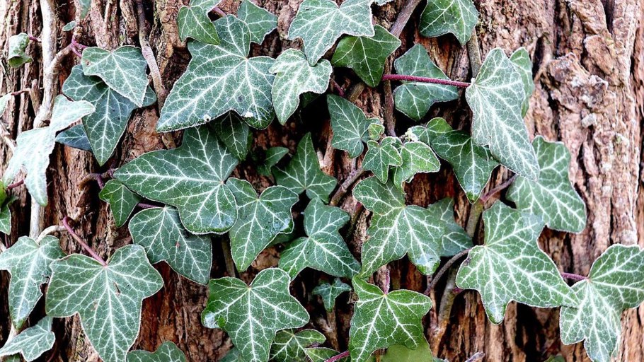 Hedera canariensis