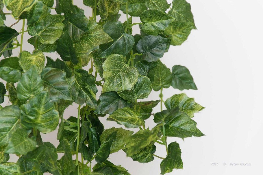 Cissus rhombifolia
