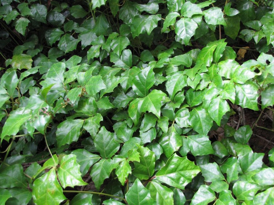 Плющ иберийский (Hedera Iberica)