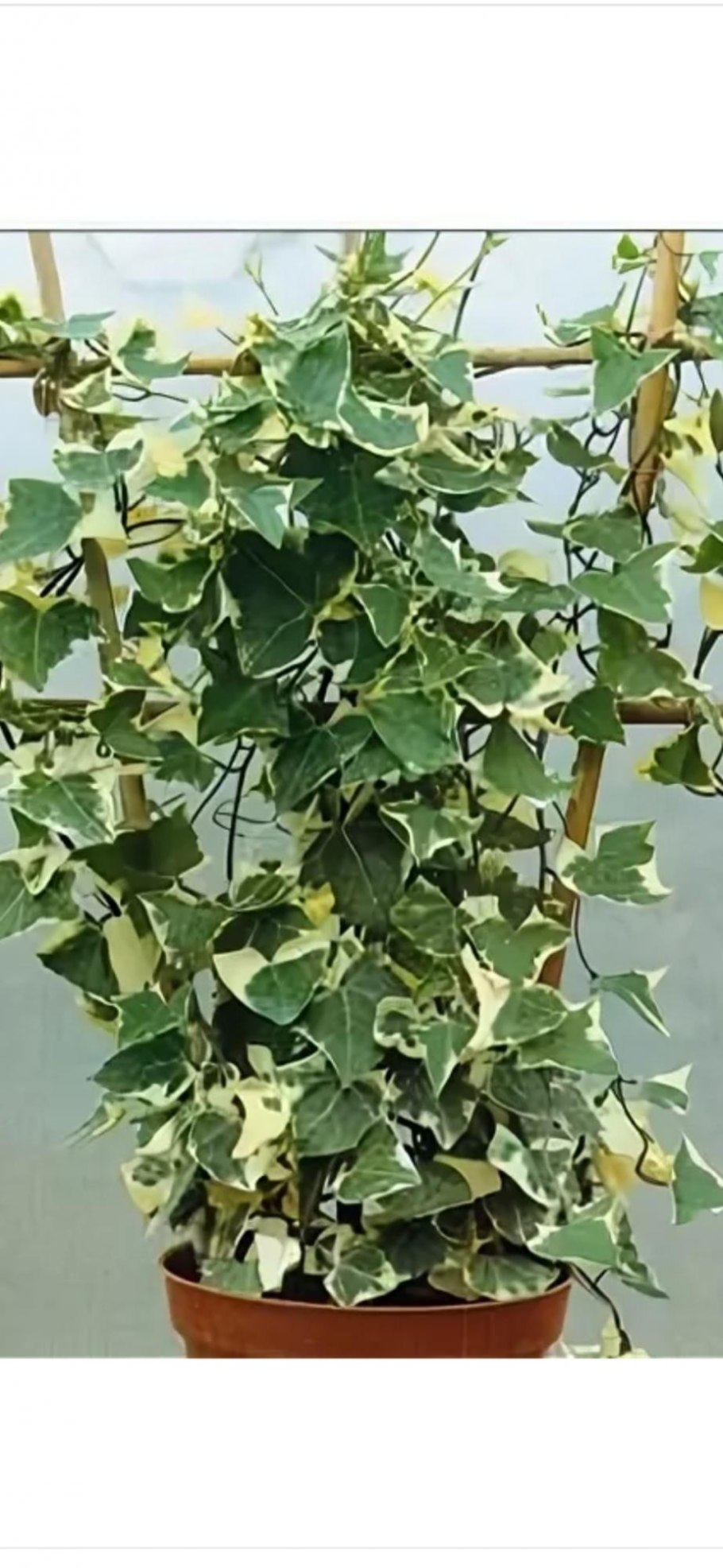 Hedera Helix Bonsai
