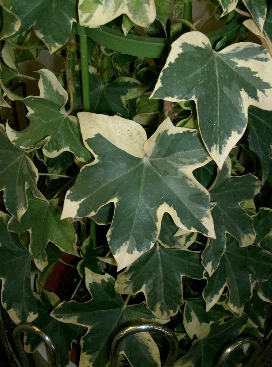 Плющ обыкновенный (Hedera)