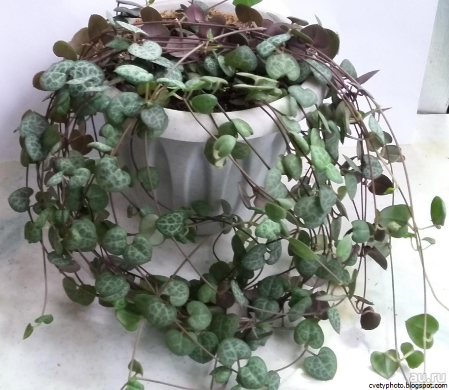 Хедера Хеликс скутифолия
