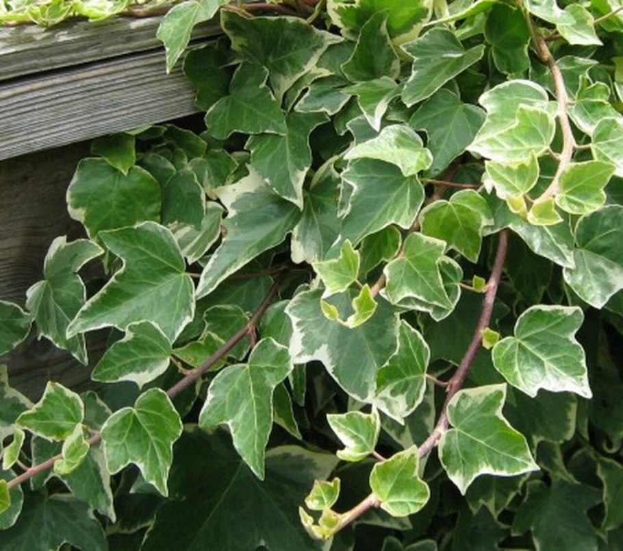 Hedera Helix (Хедера Хеликс) плющ обыкновенный