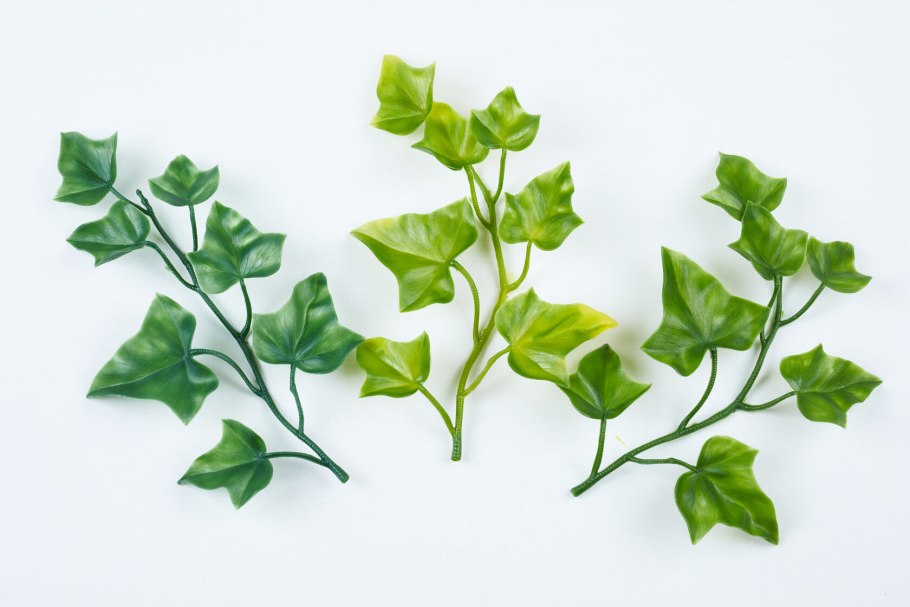 Плющ кавказский Hedera